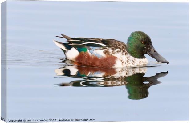 Northern Shoveler Duck reflection Canvas Print by Gemma De Cet