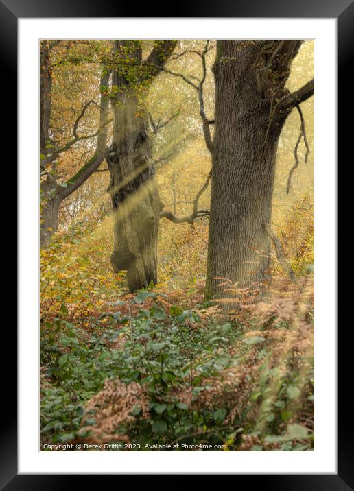 Woodland sunbeams Framed Mounted Print by Derek Griffin