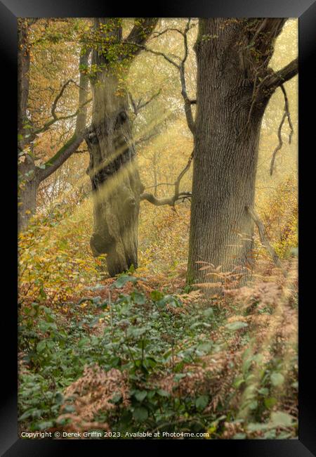 Woodland sunbeams Framed Print by Derek Griffin