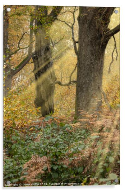 Woodland sunbeams Acrylic by Derek Griffin