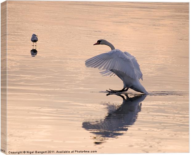 Swan Landing on Ice Canvas Print by Nigel Bangert