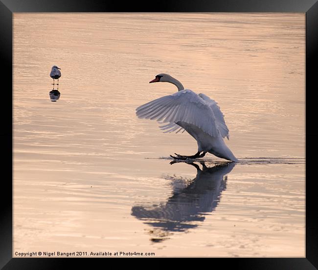 Swan Landing on Ice Framed Print by Nigel Bangert