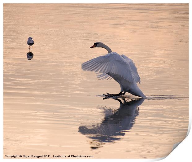 Swan Landing on Ice Print by Nigel Bangert