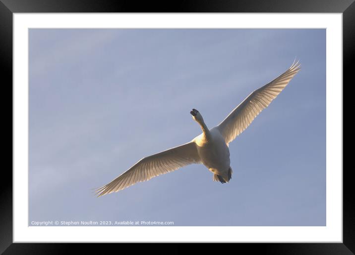 Flying Swan Framed Mounted Print by Stephen Noulton