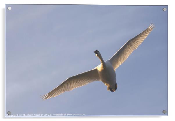 Flying Swan Acrylic by Stephen Noulton