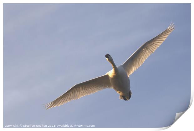 Flying Swan Print by Stephen Noulton