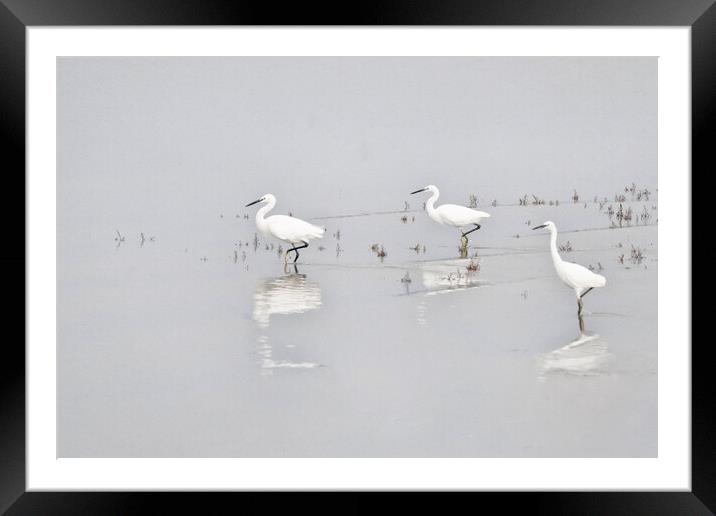 Three Whites Egrets Framed Mounted Print by kathy white