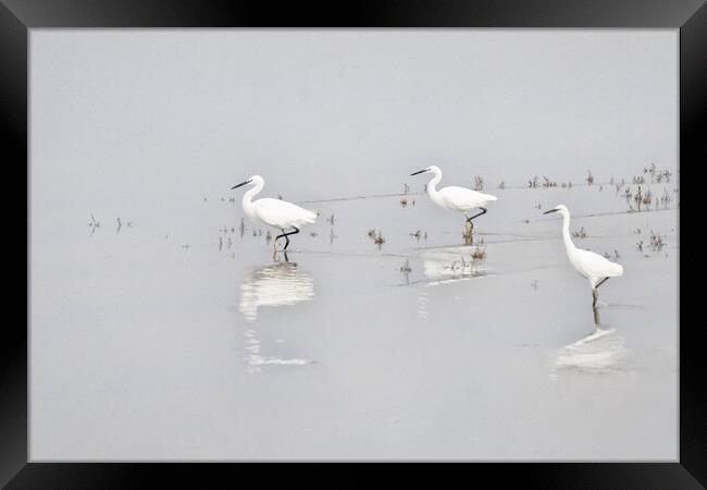 Three Whites Egrets Framed Print by kathy white