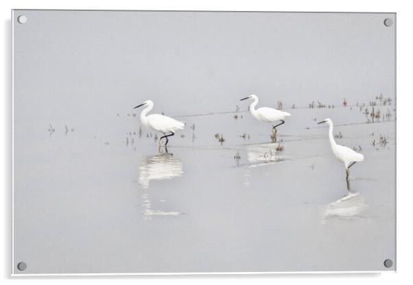 Three Whites Egrets Acrylic by kathy white