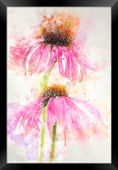 Echinacea Splash Framed Print by Ann Garrett