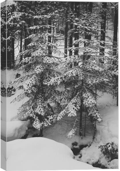 Spruce trees under snow in a mountain forest in wi Canvas Print by Olga Peddi