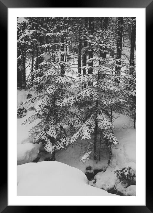 Spruce trees under snow in a mountain forest in wi Framed Mounted Print by Olga Peddi