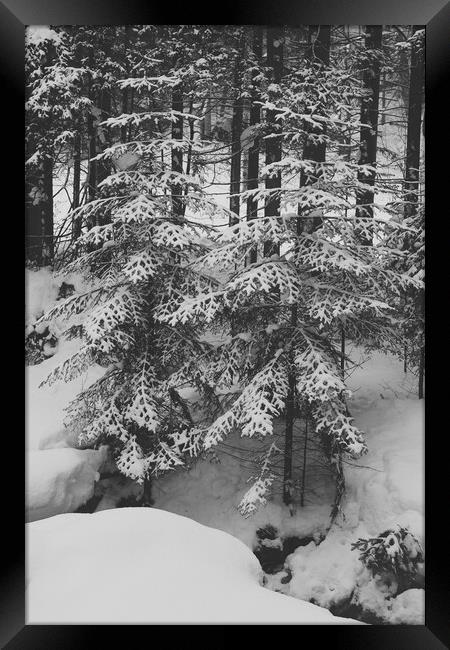 Spruce trees under snow in a mountain forest in wi Framed Print by Olga Peddi