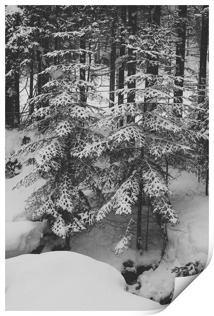 Spruce trees under snow in a mountain forest in wi Print by Olga Peddi