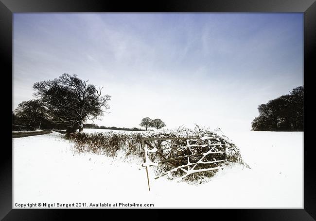 Winter Field Framed Print by Nigel Bangert