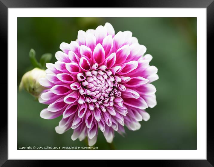 Pompon Ball Dahlia Flower in bloom Framed Mounted Print by Dave Collins