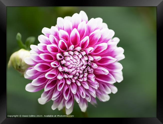 Pompon Ball Dahlia Flower in bloom Framed Print by Dave Collins