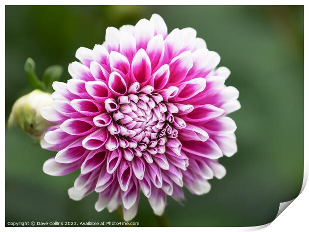 Pompon Ball Dahlia Flower in bloom Print by Dave Collins