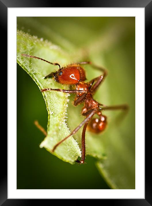 Leafcutter Ant Framed Mounted Print by Celtic Origins