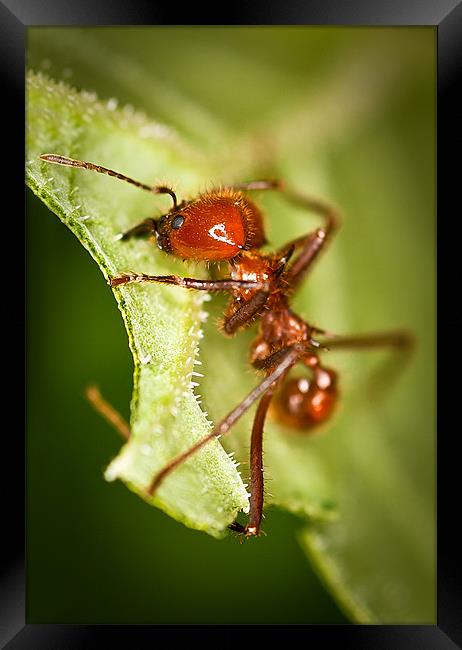 Leafcutter Ant Framed Print by Celtic Origins