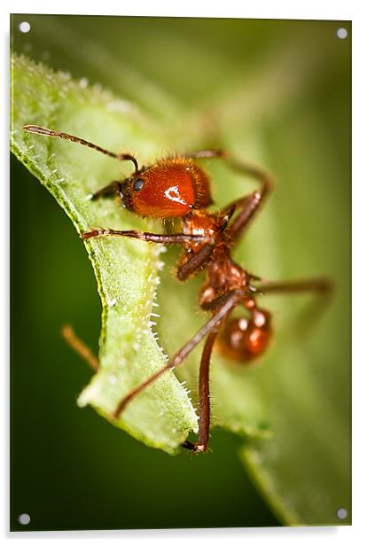 Leafcutter Ant Acrylic by Celtic Origins