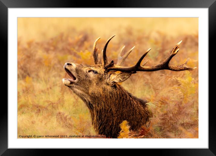 Majestic Red Deer Stag bellowing in the Autumn  Framed Mounted Print by Liann Whorwood