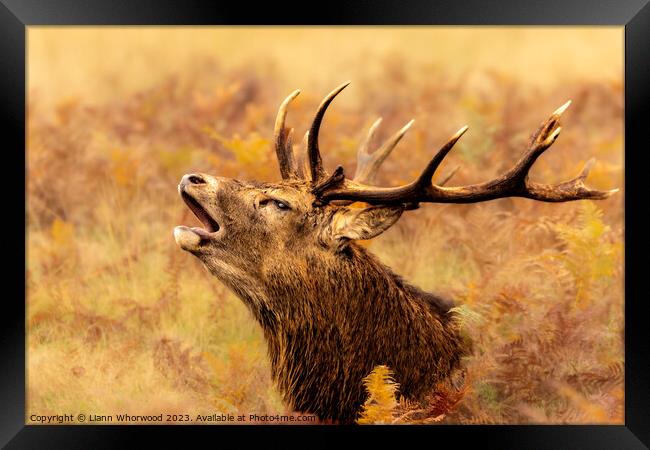Majestic Red Deer Stag bellowing in the Autumn  Framed Print by Liann Whorwood