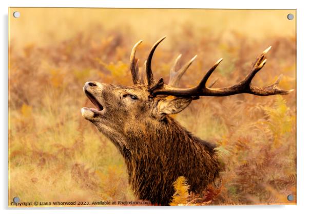 Majestic Red Deer Stag bellowing in the Autumn  Acrylic by Liann Whorwood