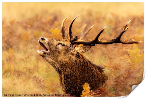 Majestic Red Deer Stag bellowing in the Autumn  Print by Liann Whorwood