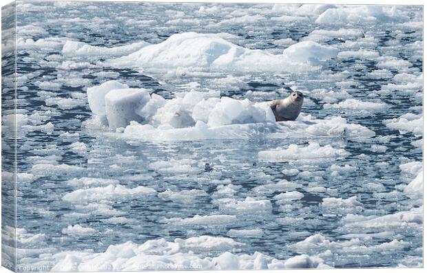 Harbour Seal on an ice flow in its natural environment, College Fjord, Alaska, USA Canvas Print by Dave Collins