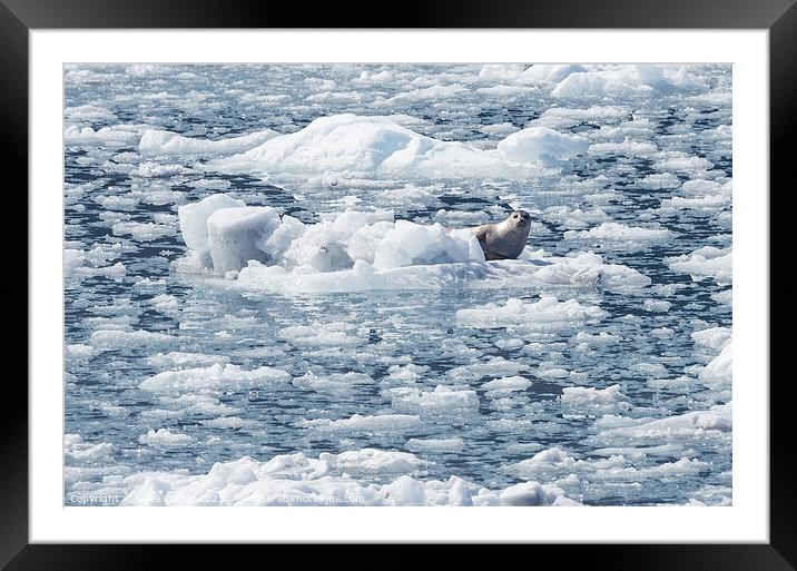 Harbour Seal on an ice flow in its natural environment, College Fjord, Alaska, USA Framed Mounted Print by Dave Collins