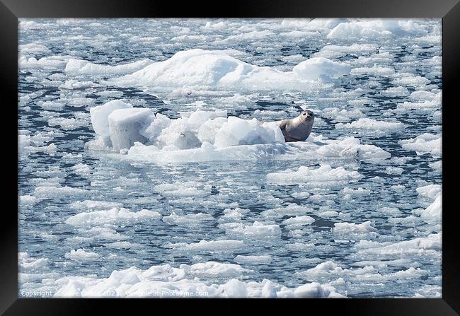 Harbour Seal on an ice flow in its natural environment, College Fjord, Alaska, USA Framed Print by Dave Collins