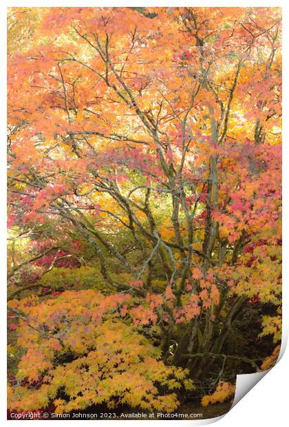 Acer leaves Print by Simon Johnson