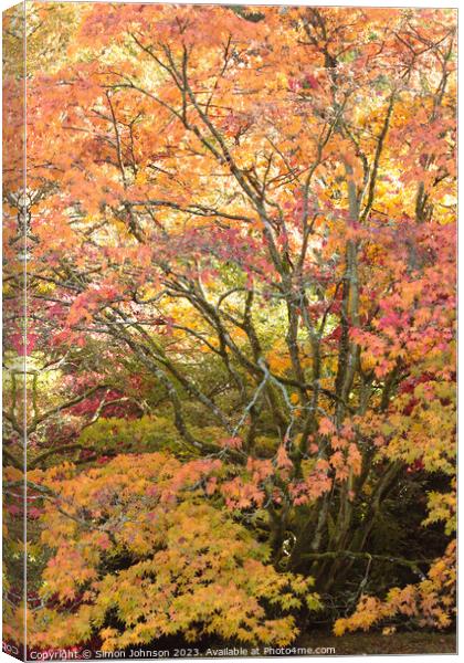 Acer tree Canvas Print by Simon Johnson