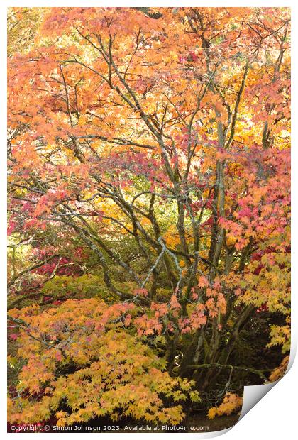 Acer tree Print by Simon Johnson