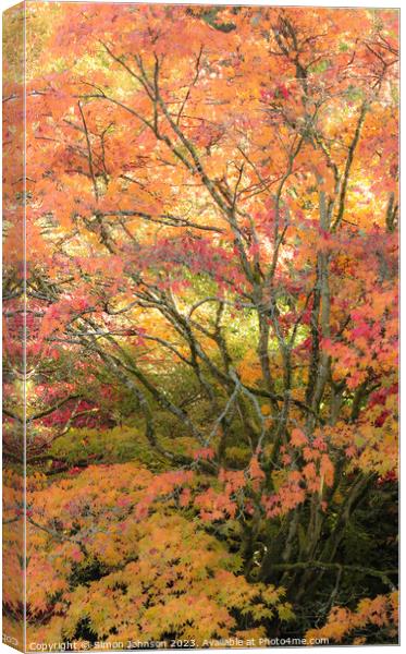 Acer tree and leaves Autumn  Canvas Print by Simon Johnson