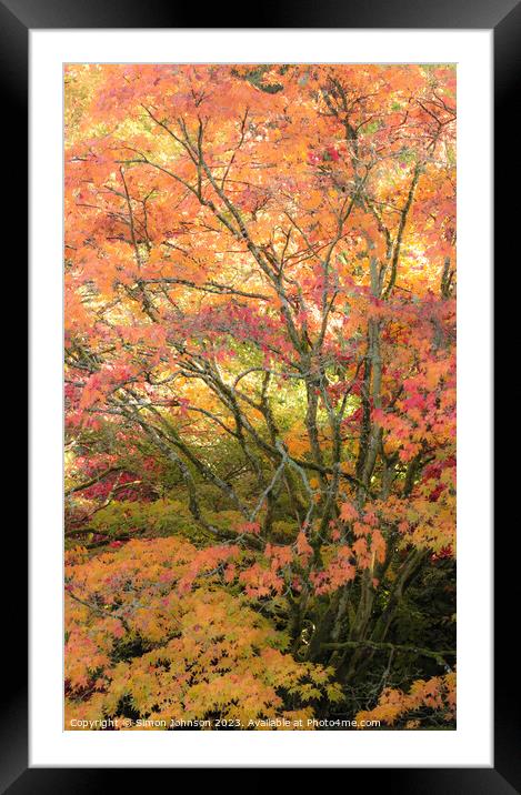Acer tree and leaves Autumn  Framed Mounted Print by Simon Johnson