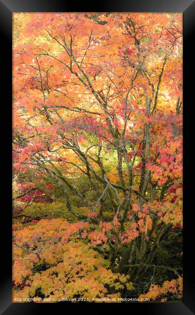 Acer tree and leaves Autumn  Framed Print by Simon Johnson