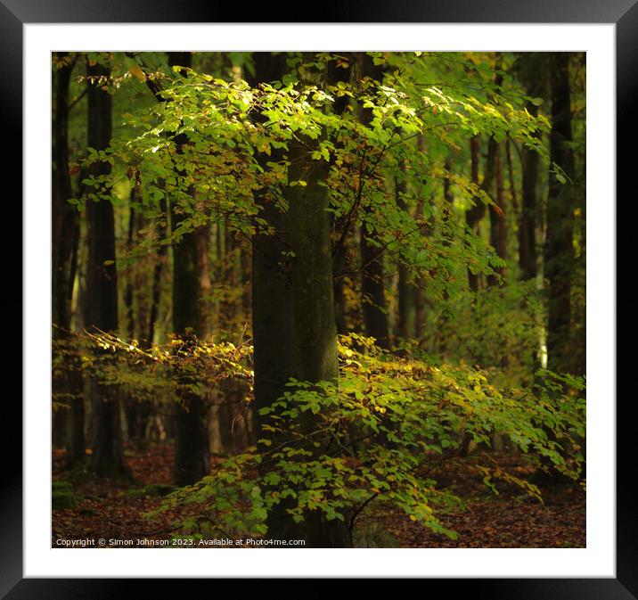 autumn transition  Framed Mounted Print by Simon Johnson