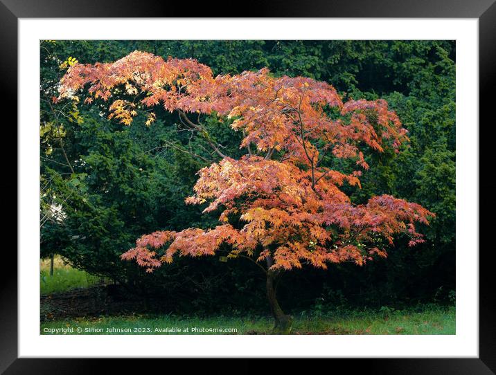 Acer tree in autumn  Framed Mounted Print by Simon Johnson