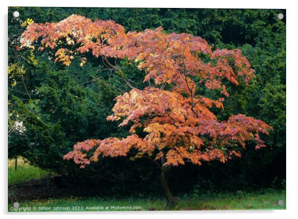 Acer tree in autumn  Acrylic by Simon Johnson