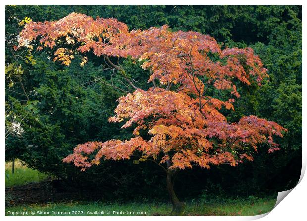 Acer tree in autumn  Print by Simon Johnson