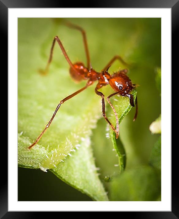 Leafcutter Ant Framed Mounted Print by Celtic Origins