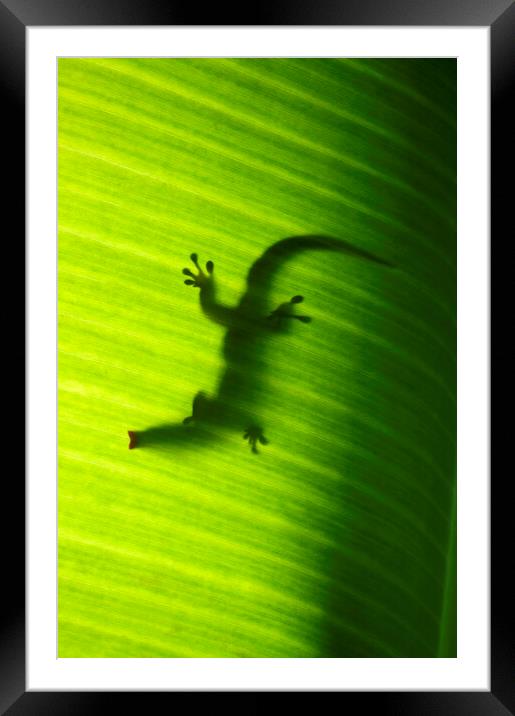 Seychelles small day gecko Framed Mounted Print by Fabrizio Troiani