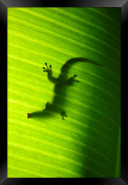 Seychelles small day gecko Framed Print by Fabrizio Troiani
