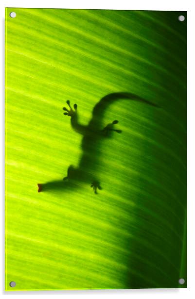 Seychelles small day gecko Acrylic by Fabrizio Troiani