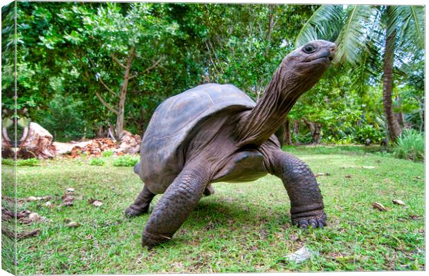 Aldabra giant tortoise Canvas Print by Fabrizio Troiani