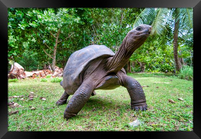 Aldabra giant tortoise Framed Print by Fabrizio Troiani