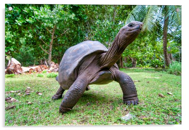 Aldabra giant tortoise Acrylic by Fabrizio Troiani