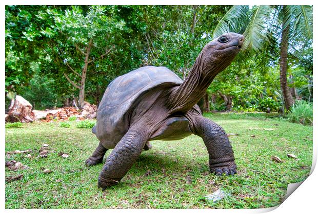 Aldabra giant tortoise Print by Fabrizio Troiani